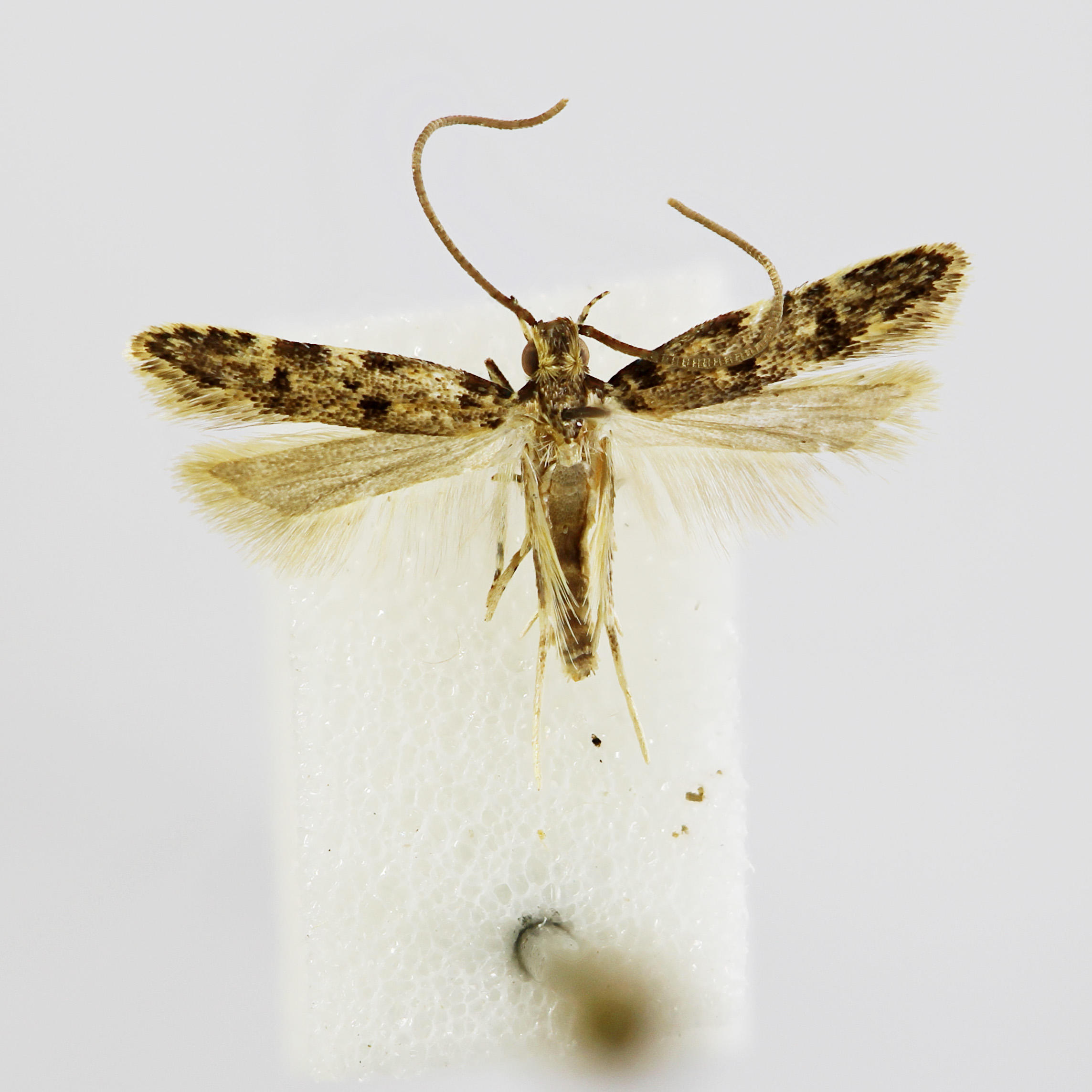 Galagete darwini Landry, 2002 in the Invertebrates Collection (ICCDRS 47063). Photo: ICCDRS Collection.